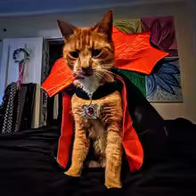 Pet costume "Bat"